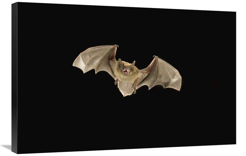 Little Brown Bat flying at night, Coconino National Forest, Arizona-Canvas Art-36x24