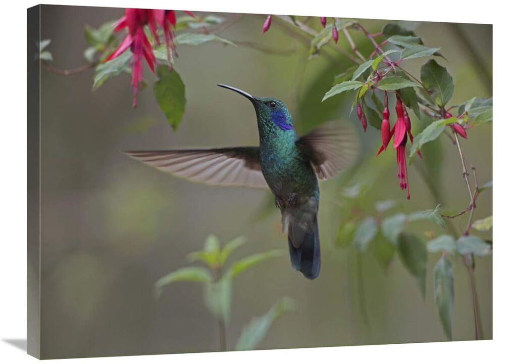 Green Violet-ear hummingbird foraging, Costa Rica-Canvas Art-32x24