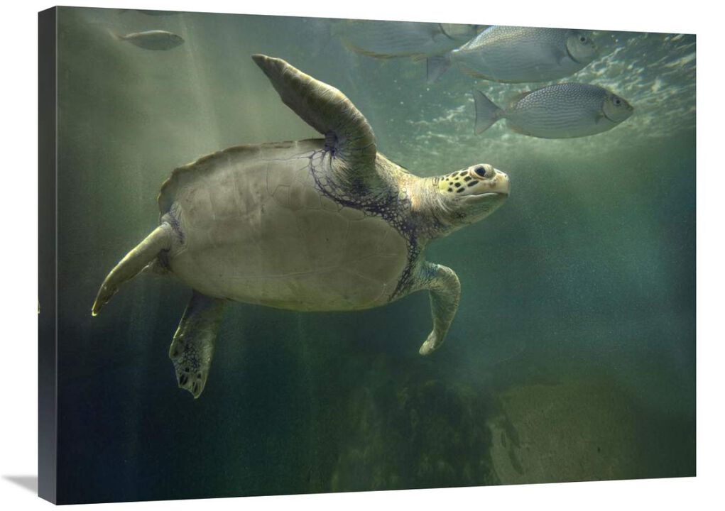 Green Sea Turtle and fish, Sabah, Malaysia-Canvas Art-32x24