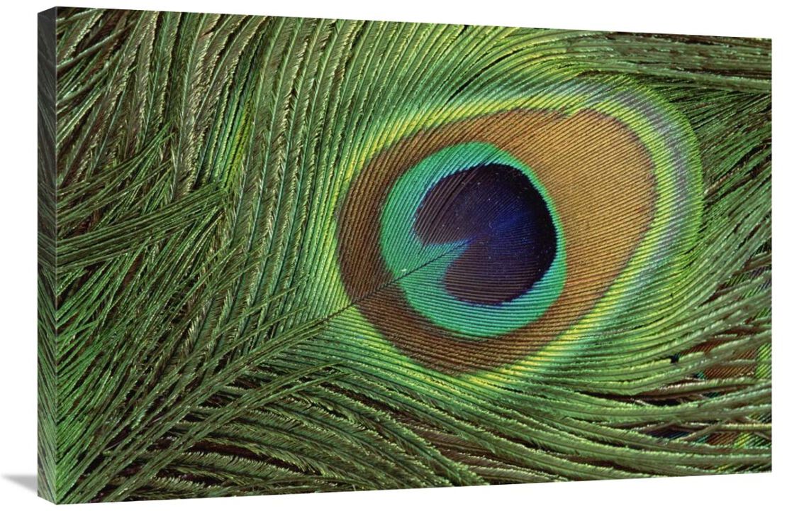 Indian Peafowl display feathers, India to southeast Asia-Canvas Art-36x24