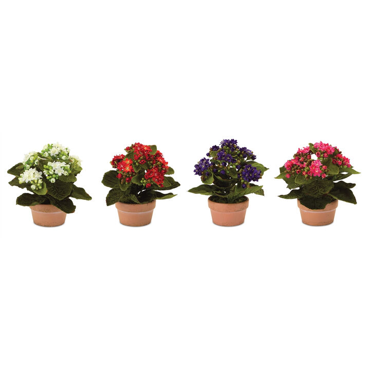 Set of 4 Assorted Kalanchoe Flowers in Terra Cotta Pots for Indoor Décor and Gardening