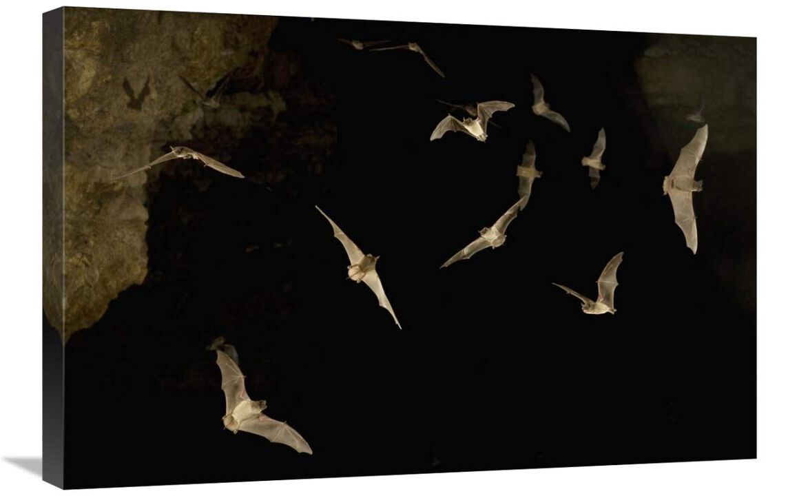 Brazilian Free-tailed Bat group emerging from James Eckert River Bat Cave at dusk, Texas-Canvas Art-30x20