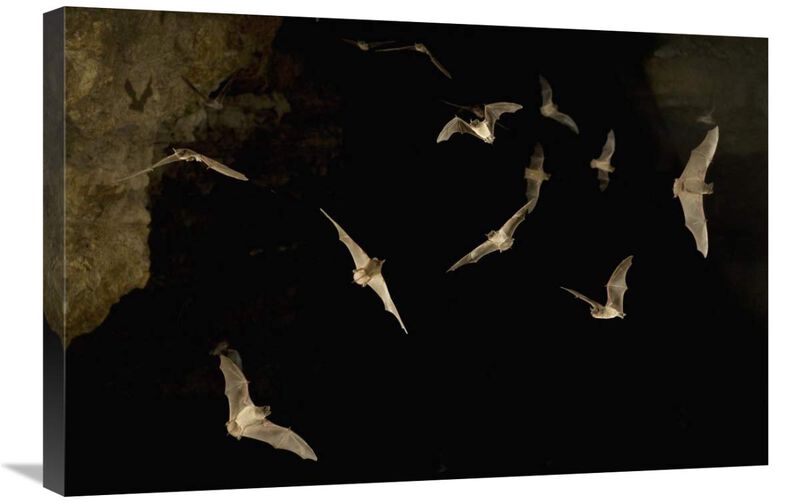 Brazilian Free-tailed Bat group emerging from James Eckert River Bat Cave at dusk, Texas-Canvas Art-30x20