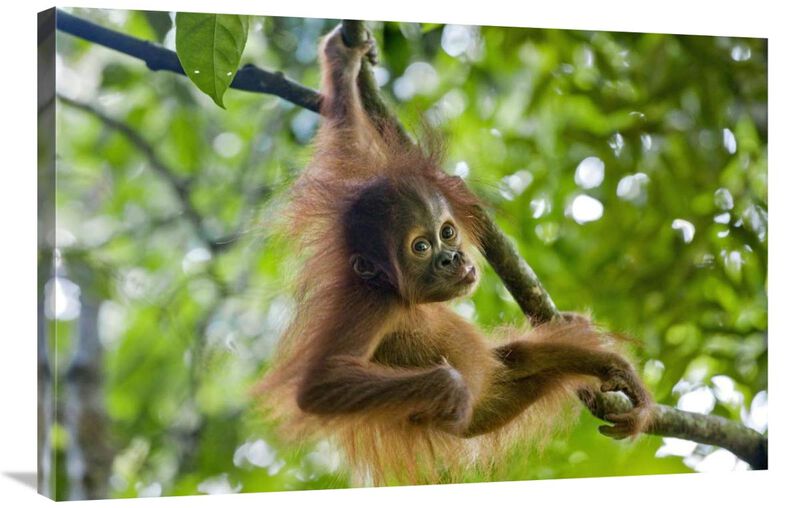 Sumatran Orangutan nine month old baby playing in tree, north Sumatra, Indonesia-Canvas Art-36x24