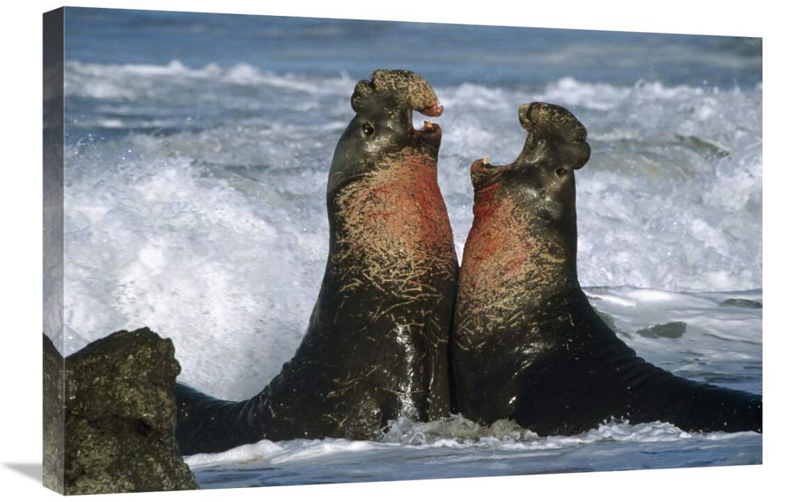 Northern Elephant Seal males fighting, California Coast-Canvas Art-30x20