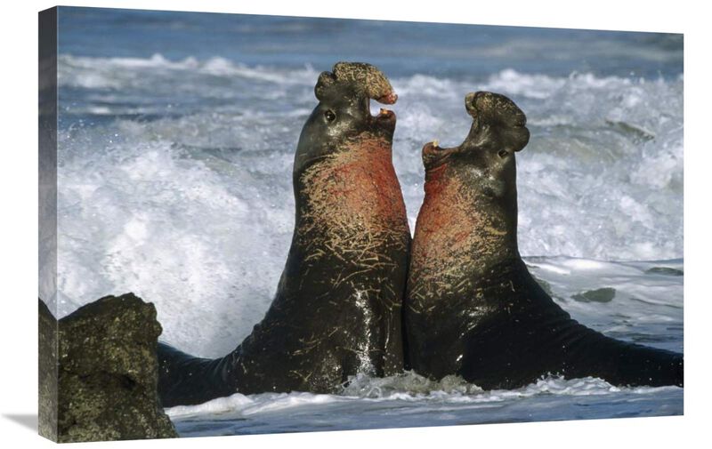 Northern Elephant Seal males fighting, California Coast-Canvas Art-30x20