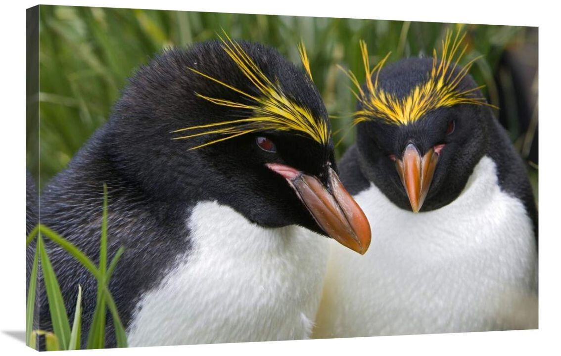 Macaroni Penguin pair, Cooper Bay, South Georgia Island-Canvas Art-36x24