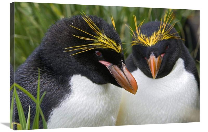 Macaroni Penguin pair, Cooper Bay, South Georgia Island-Canvas Art-36x24