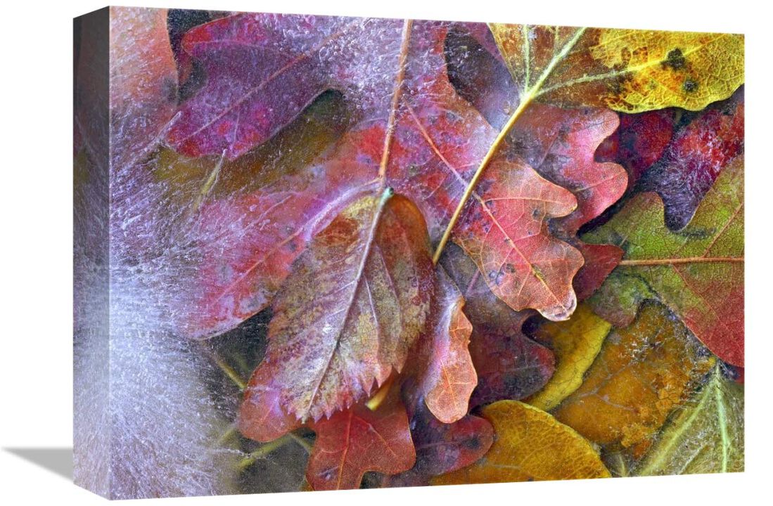 Frozen autumn leaves, North America-Canvas Art-16x12