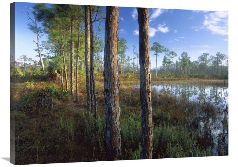 Pond near the Loxahatchee River, Jonathan Dickinson State Park, Florida-Canvas Art-40x30