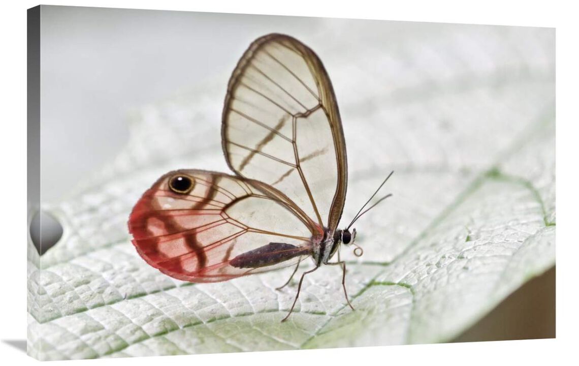 Pink-tipped Clearwing Satyr butterfly, Mindo, western slope of Andes, Ecuador-Canvas Art-36x24