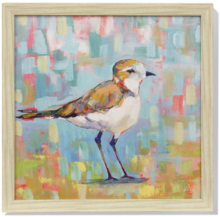 Coastal Plover III Framed Print