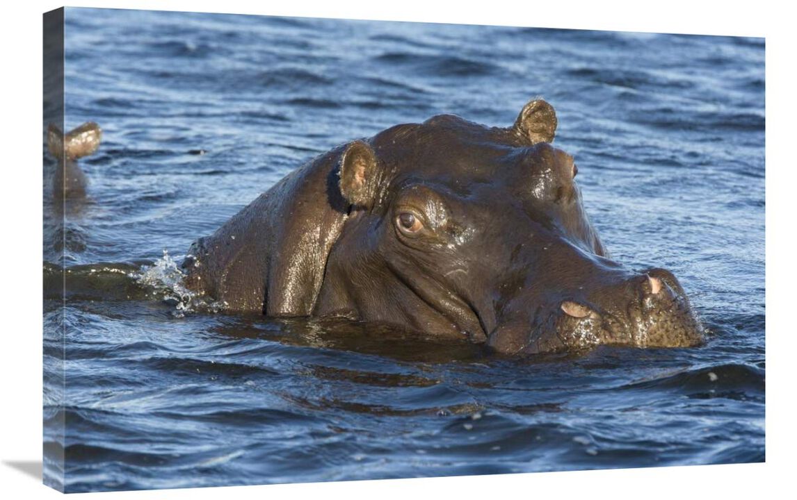 Hippopotamus, northern Botswana-Canvas Art-30x20