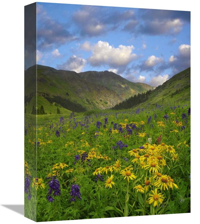 Orange Sneezeweed and Delphinium in American Basin, Colorado-Canvas Art-12x16