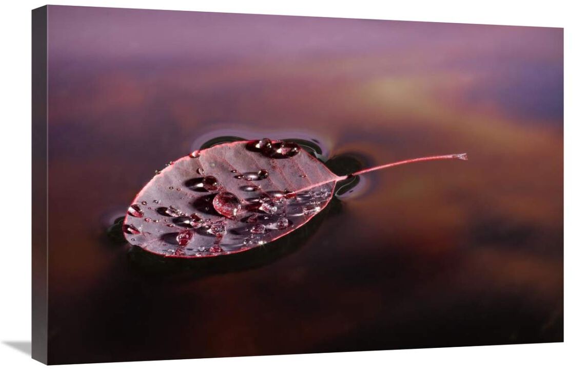 European Smoketree leaf floating with sunset reflections, western Oregon-Canvas Art-30x20