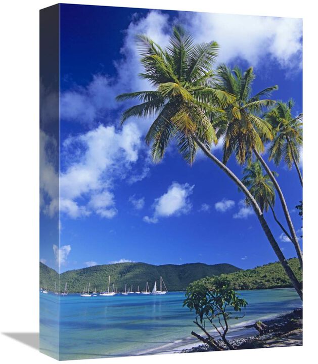 Palm trees at Maho Bay, Virgin Islands-Canvas Art-12x16