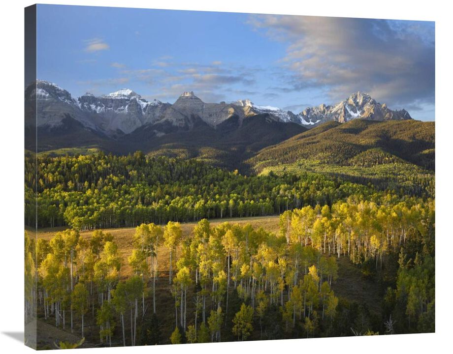 Quaking Aspen forest and Mount Sneffels, San Juan Mountains, Colorado-Canvas Art-30x24.9