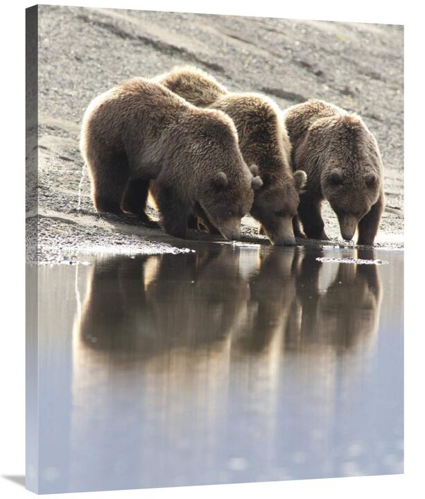 Grizzly Bear mother and yearling cubs drinking, Katmai National Park, Alaska-Canvas Art-28x35