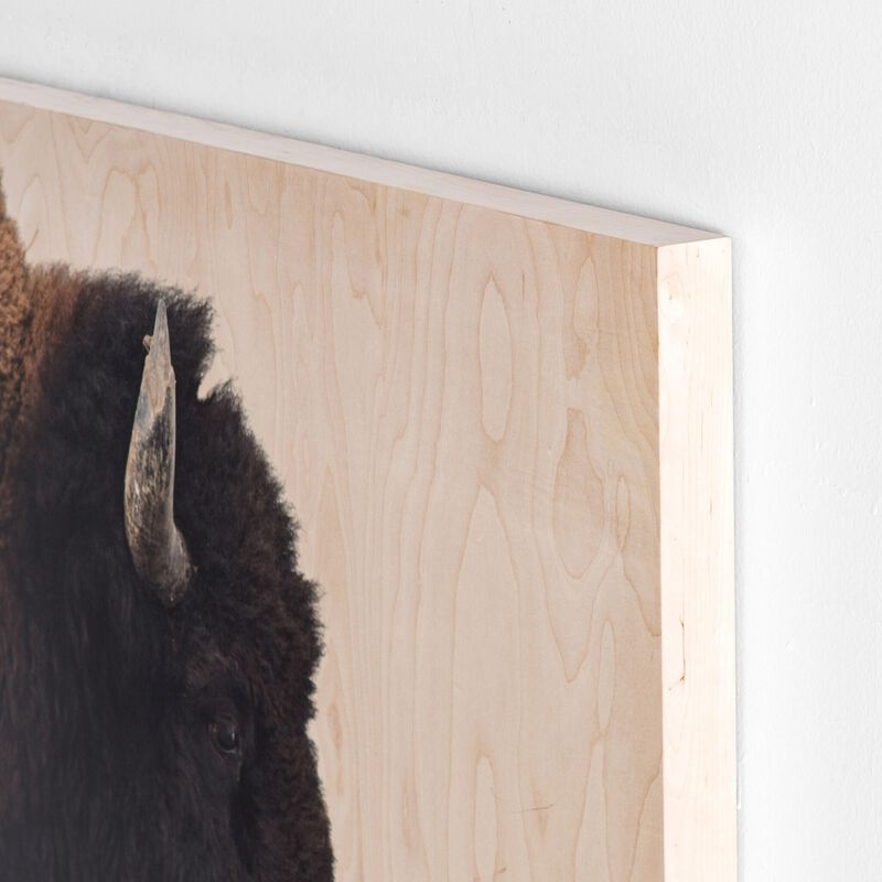 American Bison by Getty Images