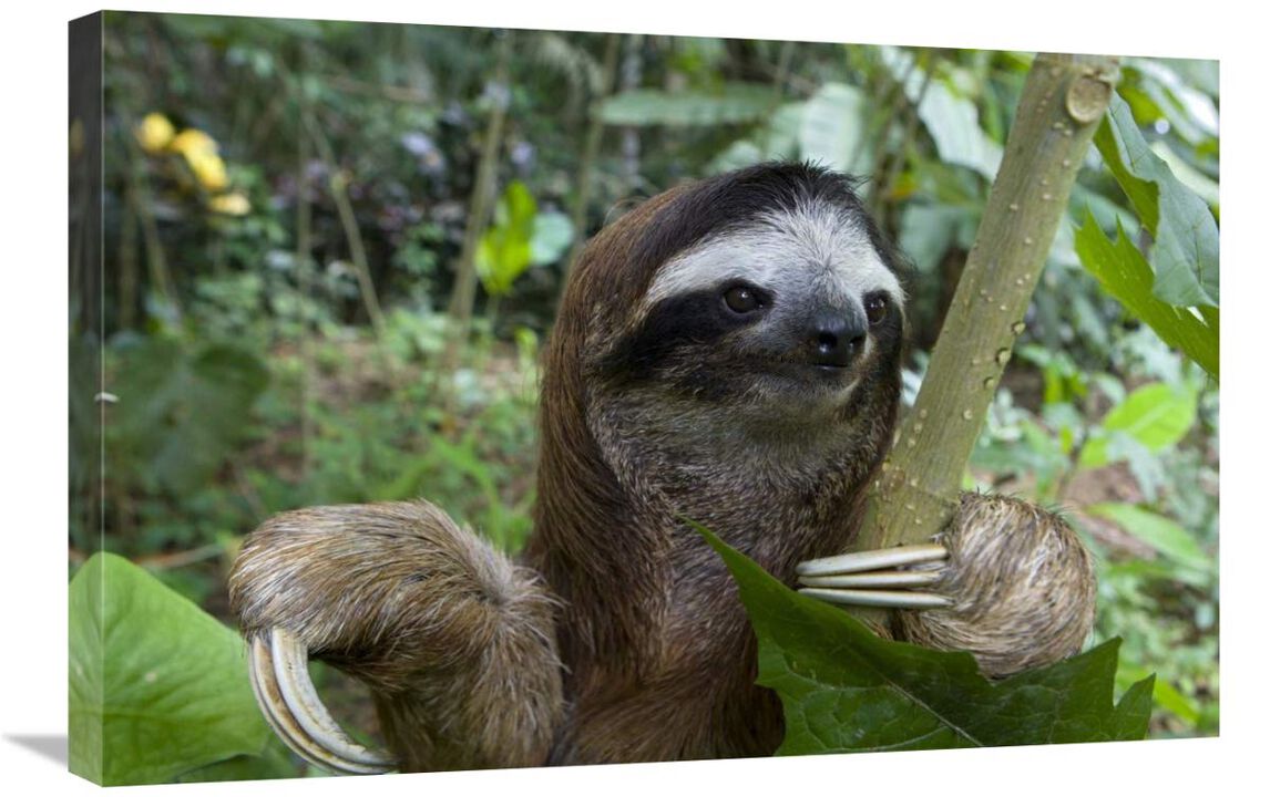 Brown-throated Three-toed Sloth male, Aviarios Sloth Sanctuary, Costa Rica-Canvas Art-30x20