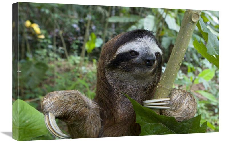 Brown-throated Three-toed Sloth male, Aviarios Sloth Sanctuary, Costa Rica-Canvas Art-30x20
