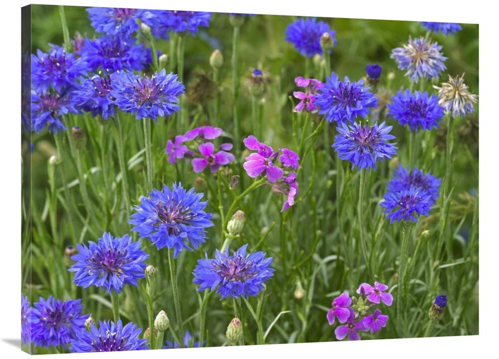 Cornflower and Pointed Phlox blooming in grassy field, North America-Canvas Art-40x30
