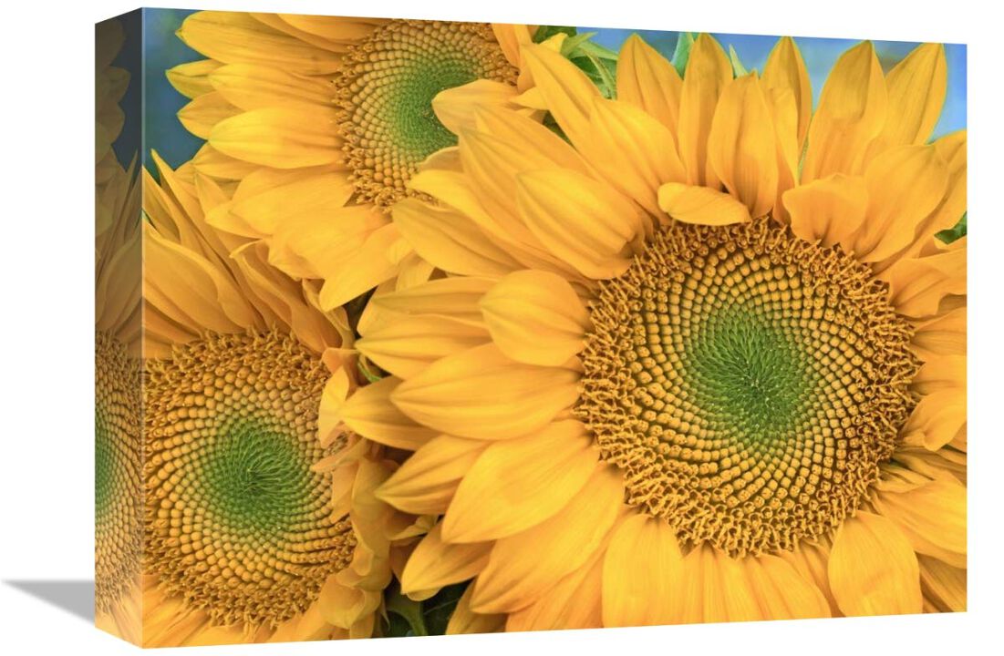 Common Sunflower group showing symmetrical seed heads, North America-Canvas Art-16x12