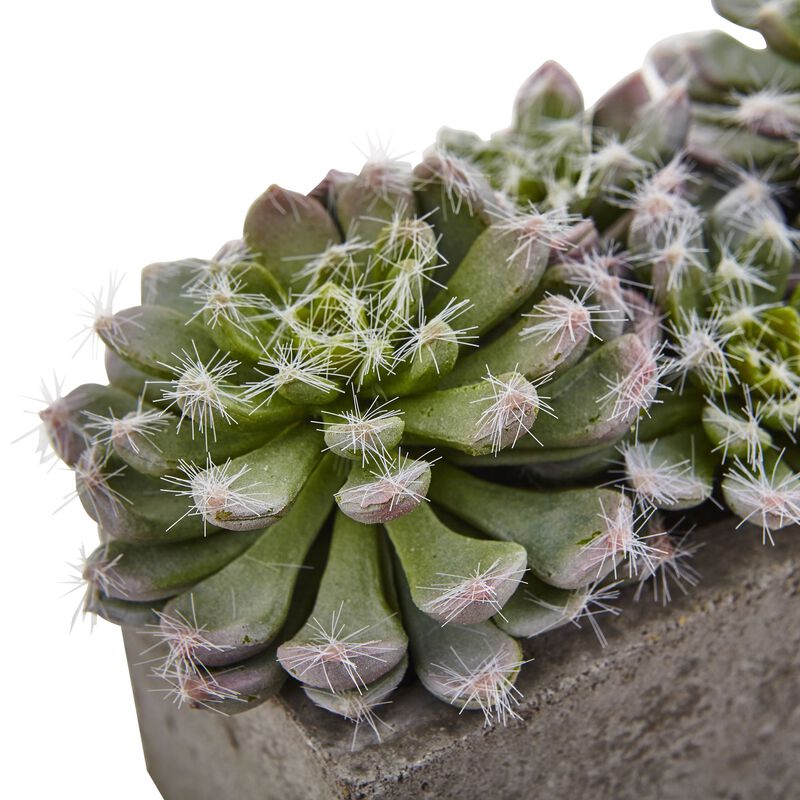 Hivvago Succulent Garden w/Textured Concrete Planter