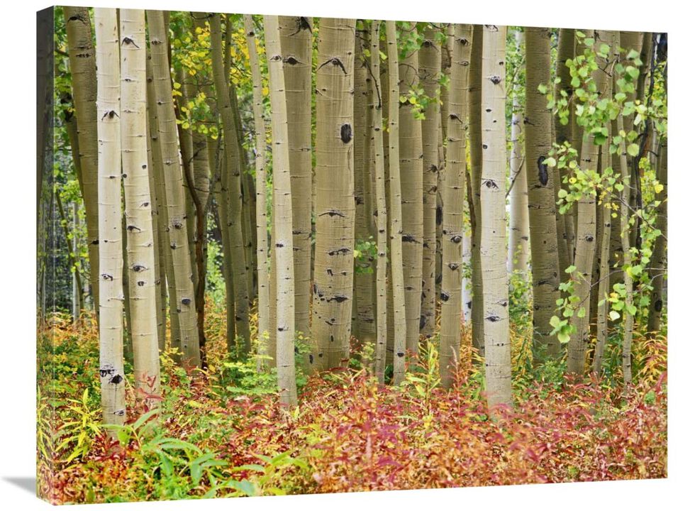 Aspen trees and Fireweed, Collegiate Peaks Wilderness Area, Colorado-Canvas Art-32x24