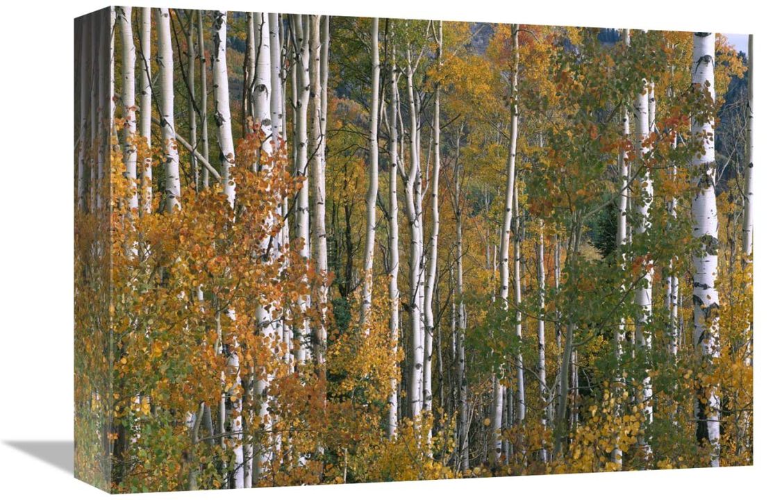 Aspen trees in fall colors, Lost Lake, Gunnison National Forest, Colorado-Canvas Art-16x12