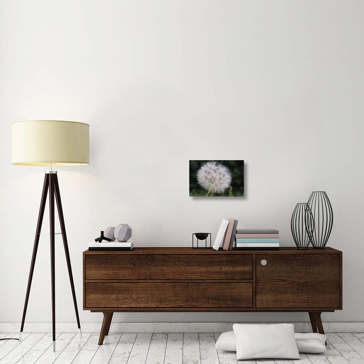 Dandelion seed head, Spruce Woods Provincial Park, Manitoba, Canada-Canvas Art-18x12