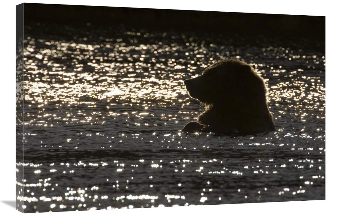 Grizzly Bear in water, Katmai National Park, Alaska-Canvas Art-36x24