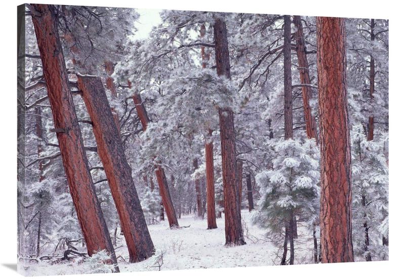 Ponderosa Pines with snow, Grand Canyon National Park, Arizona-Canvas Art-40x30