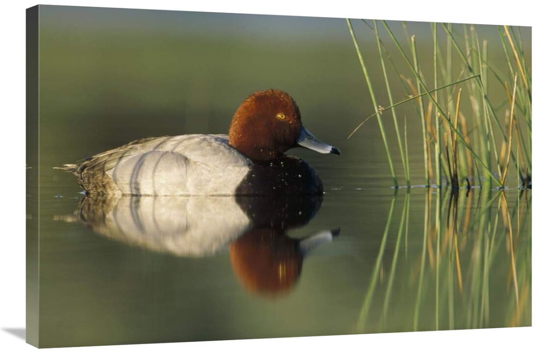 Redhead Duck male, portrait, Moses Lake, Washington-Canvas Art-36x24