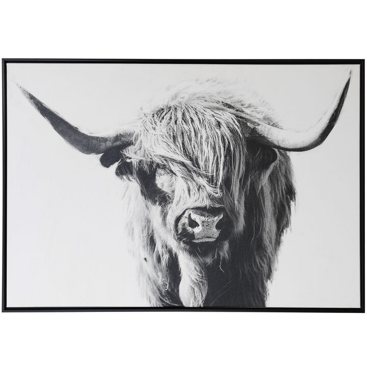 Highland Cow Portrait