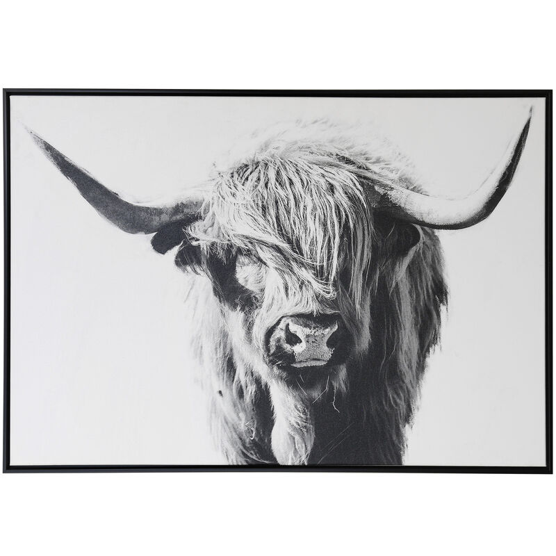 Highland Cow Portrait