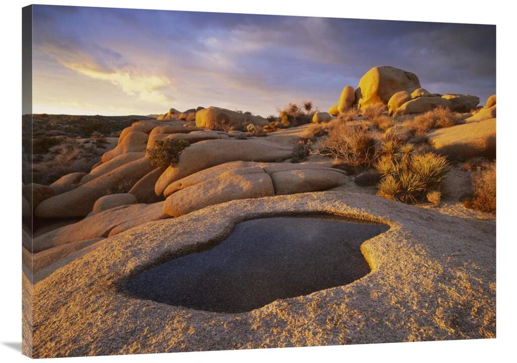 Water that has collected in boulder, Joshua Tree National Park, California-Canvas Art-40x30