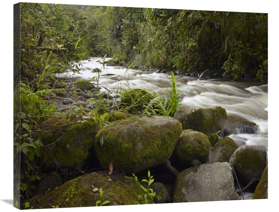 Mindo River flowing through cloud forest, Ecuador-Canvas Art-35x28