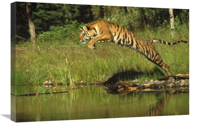 Siberian Tiger leaping across river, Asia-Canvas Art-30x20