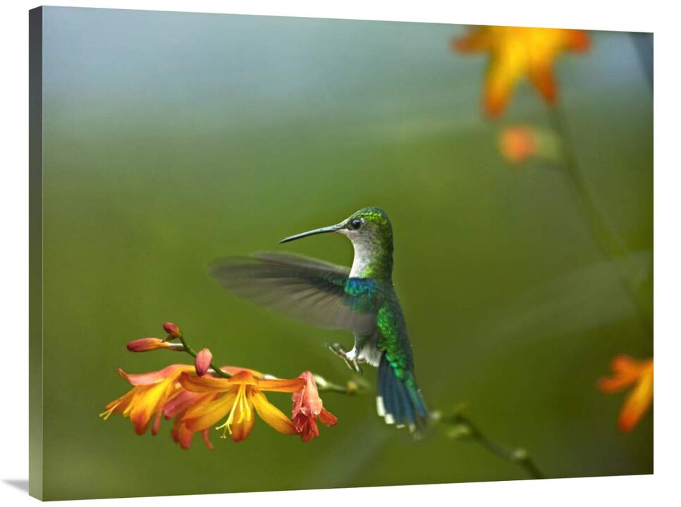 Green-crowned Woodnymph female landing, Ecuador-Canvas Art-40x30