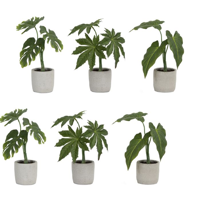 Set of 6 Assorted Foliage Plants in Grey Pots for Indoor Décor and Home Gardening
