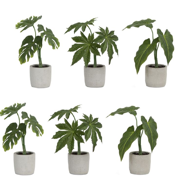 Set of 6 Assorted Foliage Plants in Grey Pots for Indoor Décor and Home Gardening