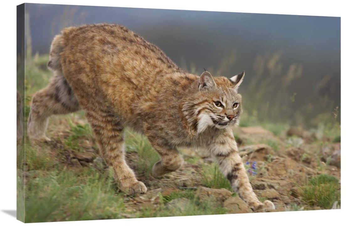 Bobcat stalking, North America-Canvas Art-36x24