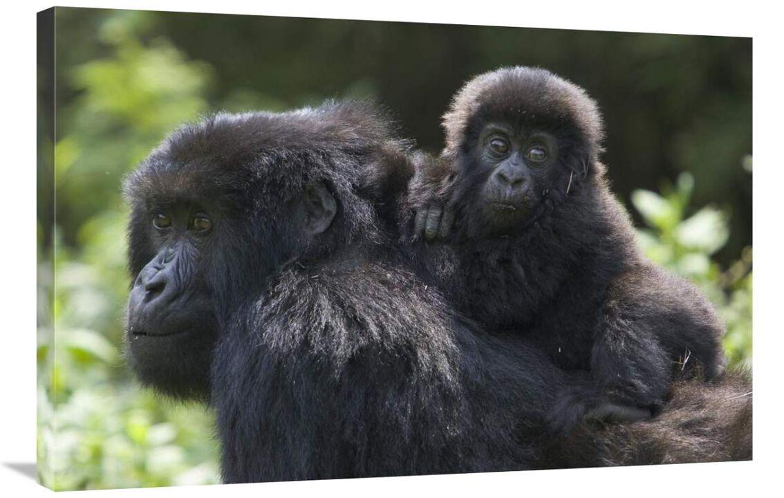 Mountain Gorilla infant riding on mothers back, Parc National Des Volcans, Rwanda-Canvas Art-36x24
