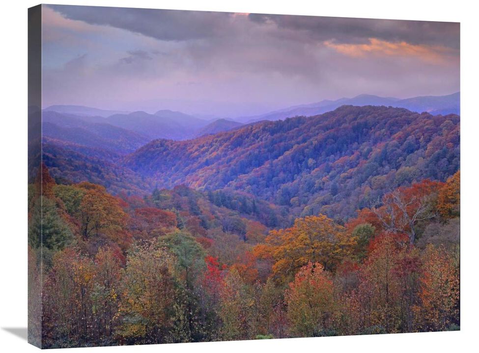 Autumn deciduous forest, Great Smoky Mountains National Park, Tennessee-Canvas Art-28x22