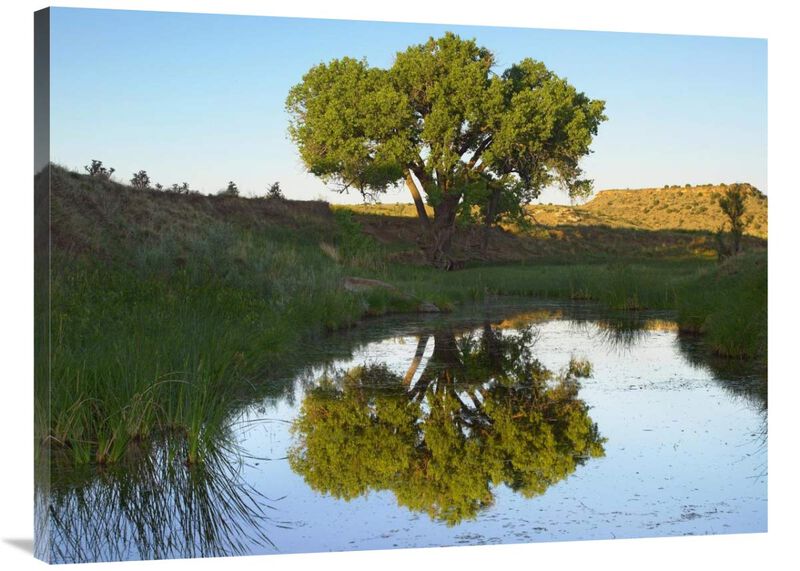 Tree reflecting in creek near Black Mesa State Park, Oklahoma-Canvas Art-40x30