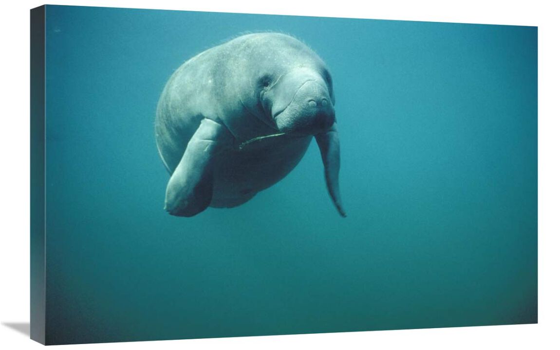 West Indian Manatee or Sea Cow wintering in clear spring waters, Crystal River, Florida-Canvas Art-30x20