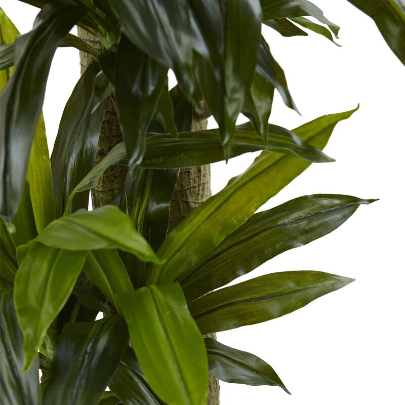 Hivvago 5.5" Corn Stalk Dracaena with Black Wash Planter