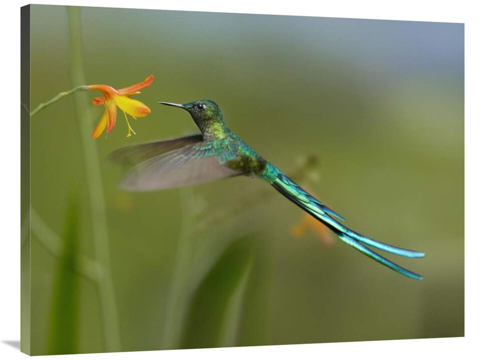 Long-tailed Sylph feeding on flower nectar, Jurong Bird Park, Singapore-Canvas Art-40x30