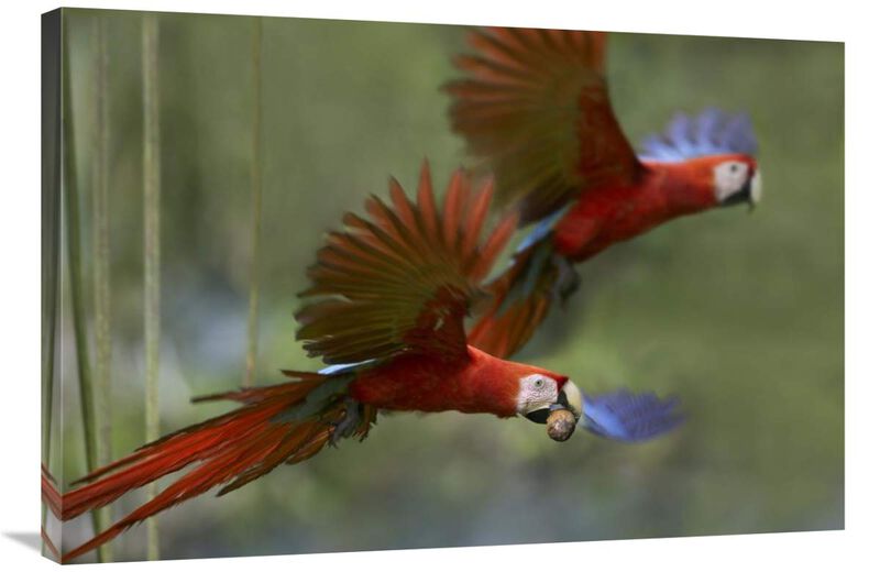 Scarlet Macaw pair flying with palm fruit, Costa Rica-Canvas Art-36x24